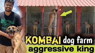 தமிழ்நாட்டின் பெருமை  Biggest Kombai dog farm in tiruppur  Brilliant dog breed of tamilnadu [upl. by Vizza504]