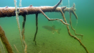 242 Finland Snorkeling  Northern Pike Esox Lucius [upl. by Adnohsel873]