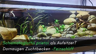 Schismatoglottits prietoi als Aufsitzer Feinschliff am Dornaugen Zuchtbecken aquaristik [upl. by Angelica967]