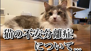 猫の不安分離症について…【ノルウェージャンフォレストキャット】 [upl. by Ayin]