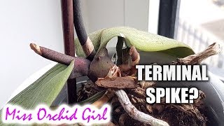 Phalaenopsis Orchid with terminal spike  what to do  AskMissOG 😎 2 [upl. by Ahsikin]