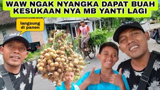 WAW NGAK NYANGKA DAPAT BUAH KESUKAANNYA MB YANTI LAGI LANGSUNG DI PANEN [upl. by Nibuz]