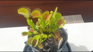 Venus Flytrap Basic Growing Guide [upl. by Nnawtna]