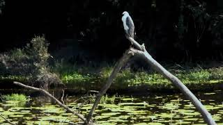 Whitebellied SeaEagle seen at the Shelley Road Park Reserve [upl. by Euell]