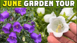 JUNE Garden tour and some EXCITING NEWS plus canterbury bells sweet peas ranunculus amp more [upl. by Levy]