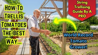 Master Tomato Trellising with a World Record Grower Tips amp Advice [upl. by Faxen]