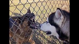 Why Take An Aggressive Dog to An Off Leash Dog Park Malamute Encounters Aggressive German Shepherd [upl. by Neiv18]