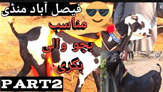 new video faisalabad mandi 03157331908top class beetal bakria [upl. by Peonir]