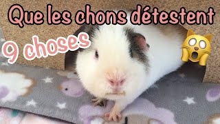 9 choses que les cochons dinde détestent [upl. by Gibrian978]