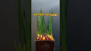 Ghar par spring onion grow karne ka simple tarika vegetablegarden trending [upl. by Voltmer]