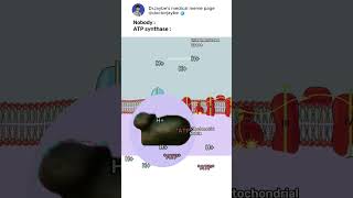 How ATP synthase works ATPsynthase electrontransportchain shorts medicalmemes [upl. by Hoyt]