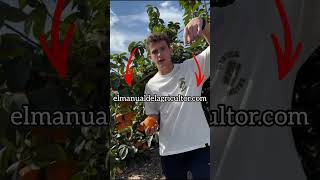 ¡Los AGRICULTORES estamos HARTOS‼️🆘agriculturaespañola elmanualdelagricultor frutas [upl. by Gereron978]