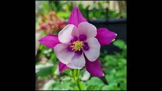 Aquilegia  Columbine [upl. by Netsyrc226]