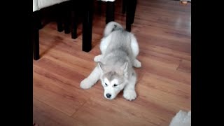 Alaskan malamute puppy talk [upl. by Goraud919]