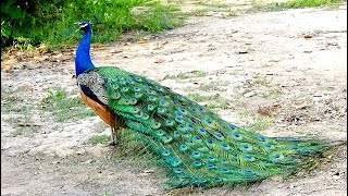 Peacock sound amp Peacock dance opening colourful feathers  Peahen female peacock call noise [upl. by Tibbs]