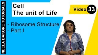 Cell  The Unit of Life  NEET  Ribosome Structure  Part  I  Neela Bakore Tutorials [upl. by Lipkin]