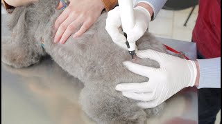 CryoProbe  Veterinary Treatments [upl. by Assirrem]