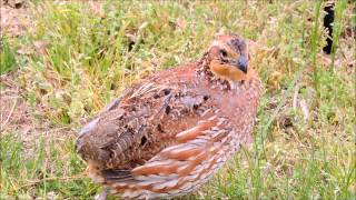 Northern Bobwhite [upl. by Elesig]