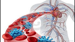 ✅ O que é infecção no sangue como identificar e tratar [upl. by Carbrey]