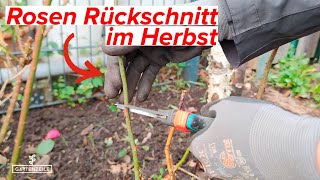 Rosen Rückschnitt im Herbst  Winter  Darauf solltest du achten Rosen überwintern [upl. by Nrubyar]