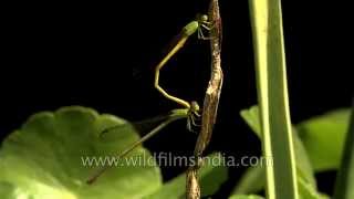 Damselflies mating on a Water Lily [upl. by Kumler]