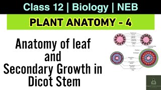 Plant Anatomy L4  NEB Class 12 Biology  Anatomy of leaf Secondary growth of dicot stem [upl. by Sawyer]