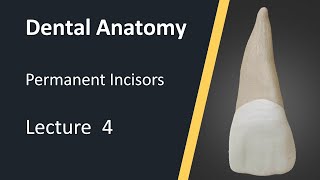 Dental Anatomy  Maxillary Central Incisors [upl. by Analaf]