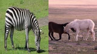 Temporal Consistent Video Translation Horse Zebra Translation [upl. by Batish]