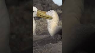 Albatross Grooming  Galápagos Islands  Lindblad Expeditions [upl. by Hall]