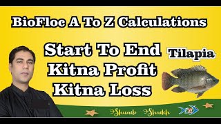 BioFloc A To Z Calculations Start To End Kitna Profit Kitna Loss Monosex Tilapia Fish Farming India [upl. by Moretta802]