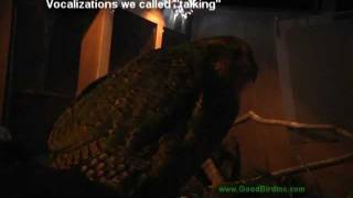 Sirocco The Kakapo Vocalizes [upl. by Hanselka]