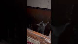 Crazy Raccoon Dances To The Beat In This Hilarious Video [upl. by Abran]