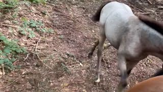 Young horse faces a small fall after wandering away from his mom’s side  WooGlobe [upl. by Annabelle]