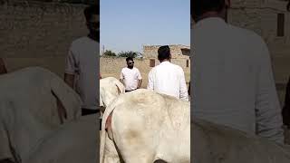 THARPARKAR COW BREEDING FARM NIMBLA JODHPUR progeny B200BULL cowvideos desicow THARPARKARCOW [upl. by Aehcsrop]