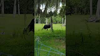 Greener pastures cows shorts music alisonkrauss pasturesofplenty asmr [upl. by Nicolais624]