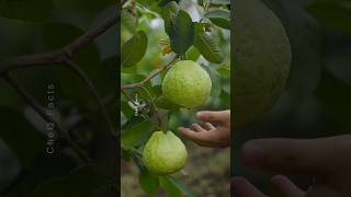 Grow Guava Tree From Cutting Using Aloevera plants shorts farming [upl. by Mildred]