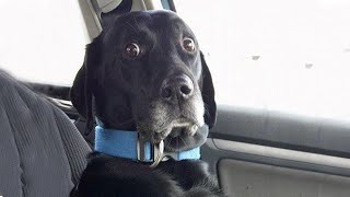 When Dogs Realizing Theyre Going to the Vet  Funniest Reaction [upl. by Staford]