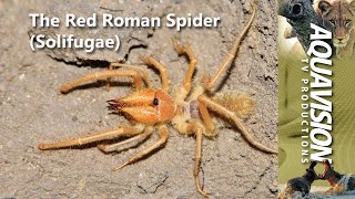 The Red Roman Spider 🕷 Solifugae solifugue stockfootage [upl. by Ettezzus]