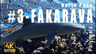 Tahiti 3  Dive in the Fakarava North Pass Atoll of Fakarava Tuamotu Archipelago  4k  Showreel [upl. by East603]