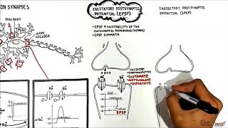 Neuron Neuron Synapses EPSP vs IPSP [upl. by Menken]