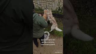 Les raisons de l’assaut partie 1 chien husky educationcanine chiens huskylife dog [upl. by Rombert]