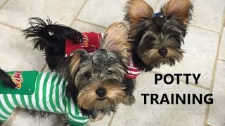 Yorkie Puppies Potty Trained House Training a Yorkshire Terrier Housebreaking a Yorkie [upl. by Ursulina488]