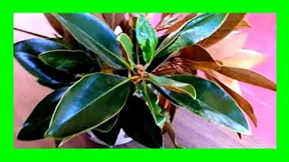 How to Propagate Magnolia Tree From Cuttings [upl. by Adiuqal]