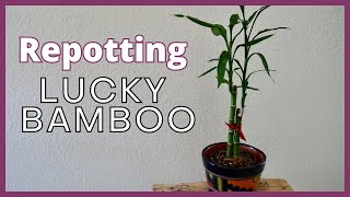 REPOTTING LUCKY BAMBOO In Soil A Step By Step Guide [upl. by Nagel]