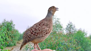 Teetar ki awaaz  Teetar voice  teetar ki boli  mada teetar awaz [upl. by Bassett]