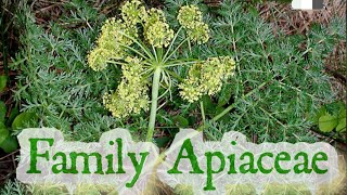 Family Apiaceae  Umbelliferae  Carrot family  Angiosperms HarumkiAmma [upl. by Furie]