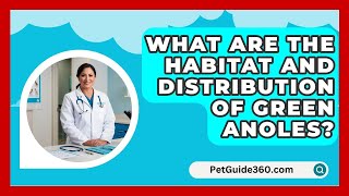 What Are the Habitat and Distribution of Green Anoles  PetGuide360com [upl. by Donell]