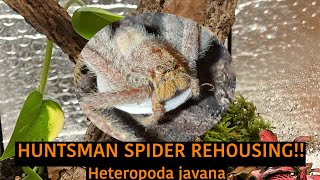 HUNTSMAN SPIDER REHOUSING Heteropoda javana [upl. by Grega744]