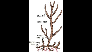 Ectocarpus Morphology [upl. by Ayekram432]