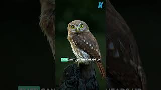 5 MindBlowing Owl Facts You Never Knew 🦉✨  Discover Natures Mysterious Burrower [upl. by Vona571]